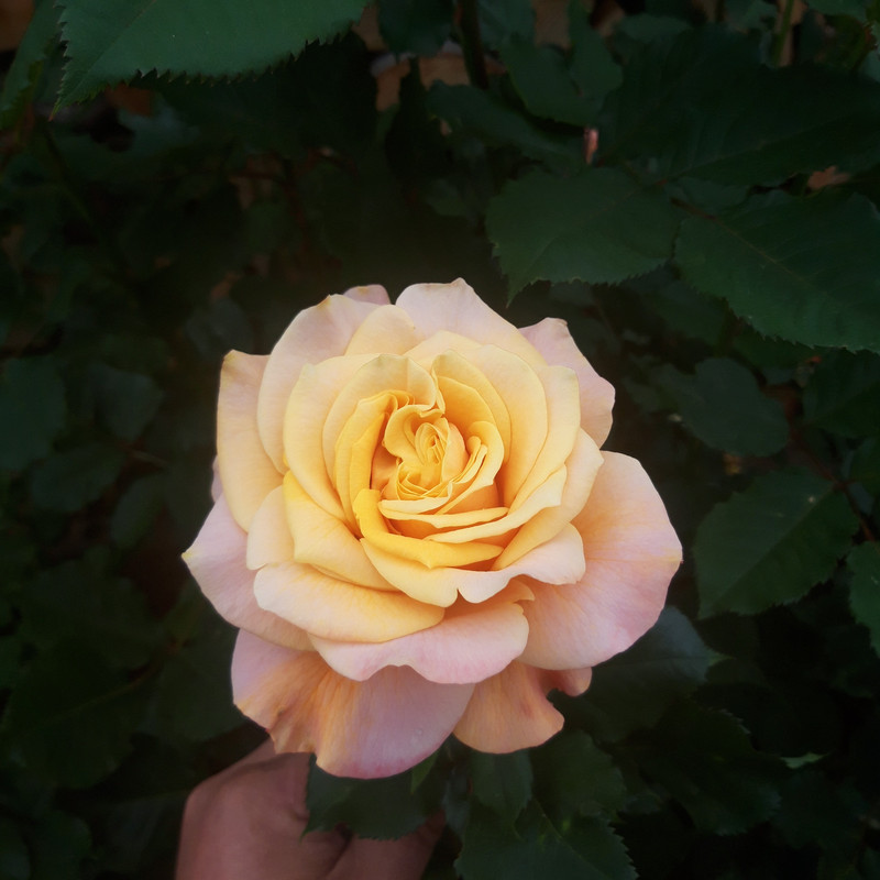 20190610_103320