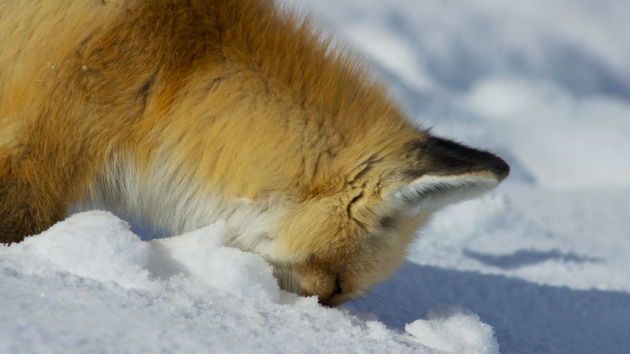 Planet Earth II S01E05 Grasslands (1080p x265 10bit Tigole).mkv_