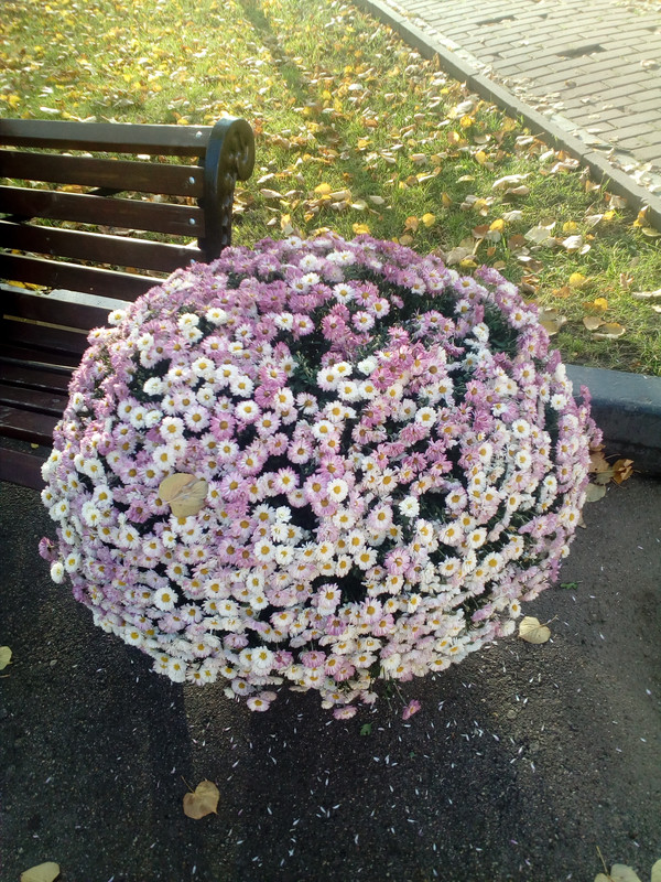 IMG_20181014_155331_3CS