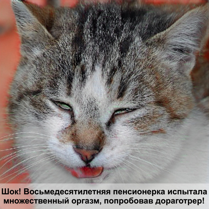 окрас табби у кошек