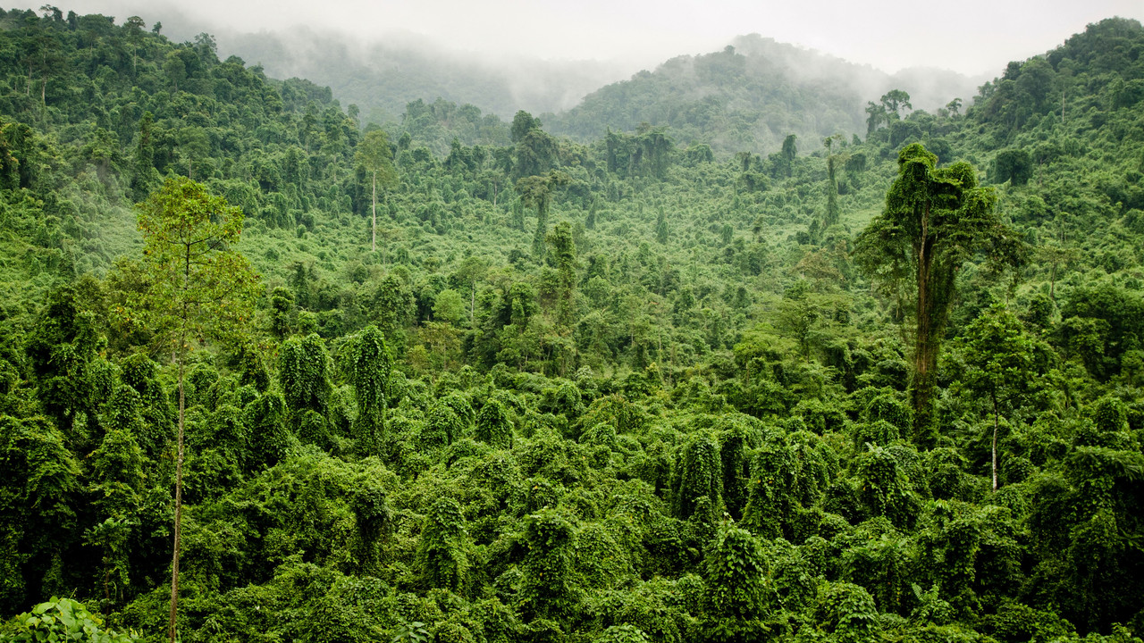 Jungle-tropical-forest-trees-green-3840x
