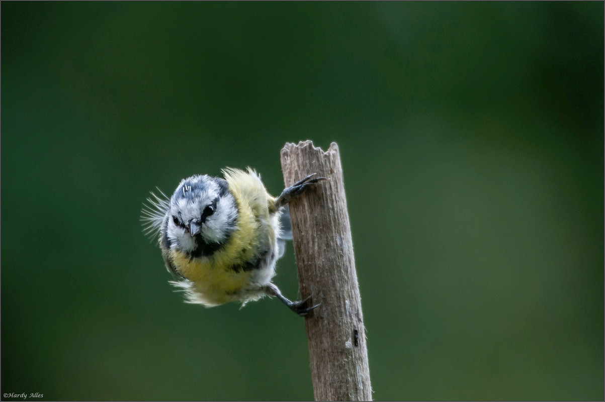 _DSC4283 2018 Vögel  LRERWZ