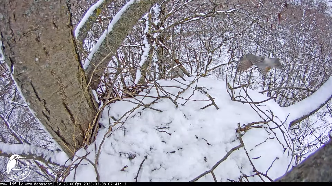 Vistu vanags (Accipiter gentilis) Rīgā - LDF tiešraide __ Goshawks, Riga, Latvia 8-22-53 screenshot 
