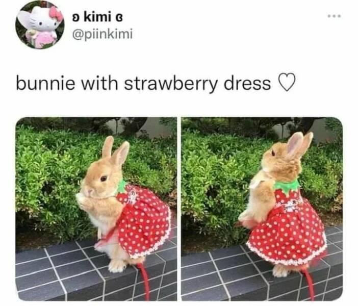daily-picdump-49.jpg