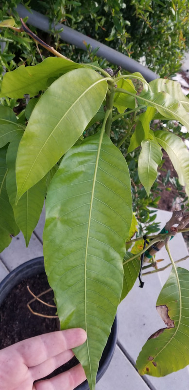 15921903049994274169671427071210