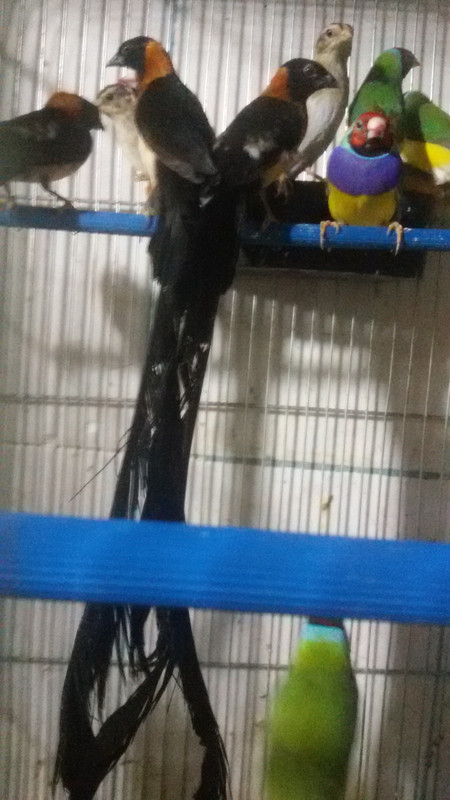 صورة