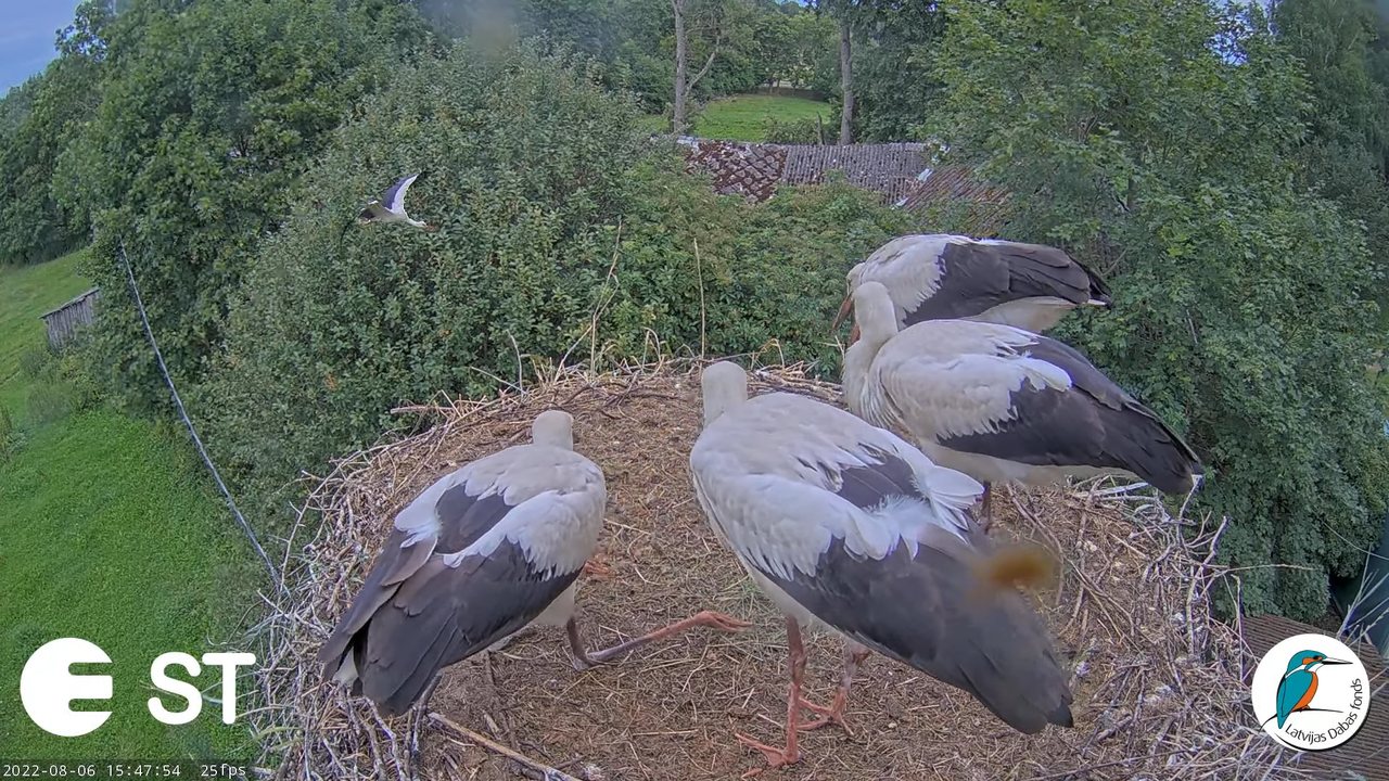 Baltie stārķi (Ciconia ciconia) Tukuma novadā - LDF tiešraide __ White storks in Tukums, Latvia 17-4