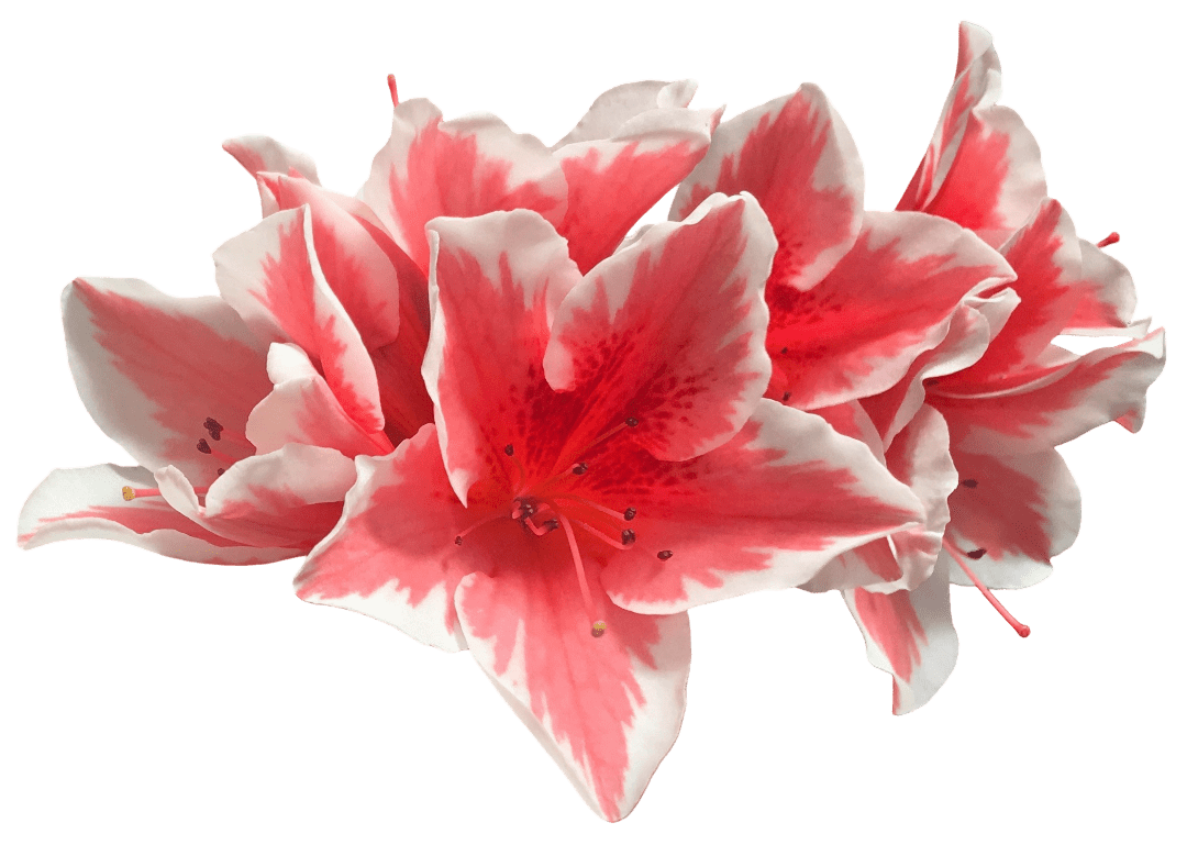 Salmon Flowers 2