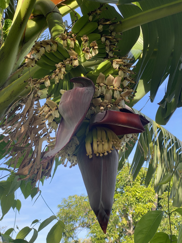 sweetheart nanners 1 2021