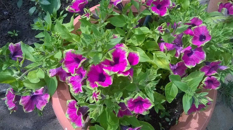WP_20160527_009