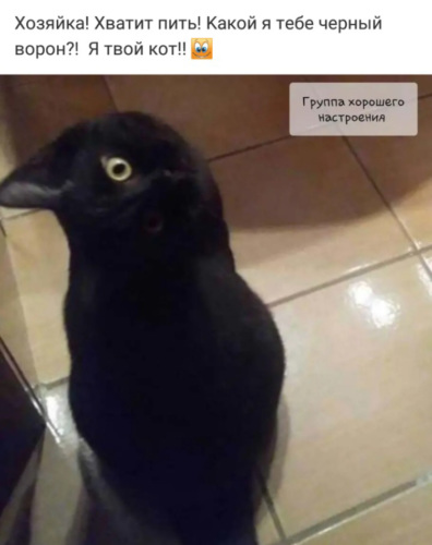 Черный кот
