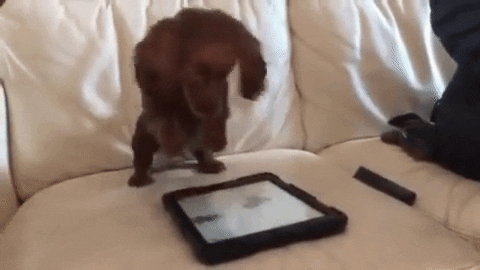 giphy-2.gif