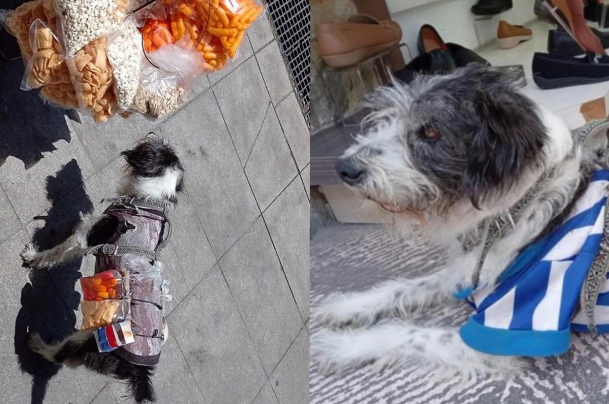 Palomo, el perrito que ayuda a su dueña a vender chicharrones