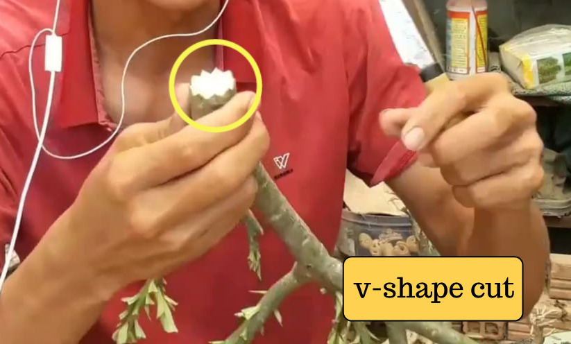 root-cut-adenium.jpg