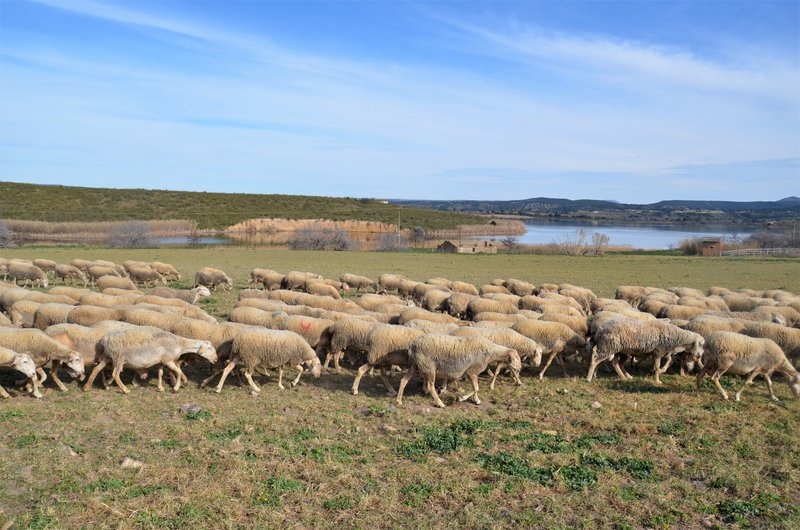 ALCUBILLETE-8-3-2015-TOLEDO - Paseando por España-1991/2016 (1)