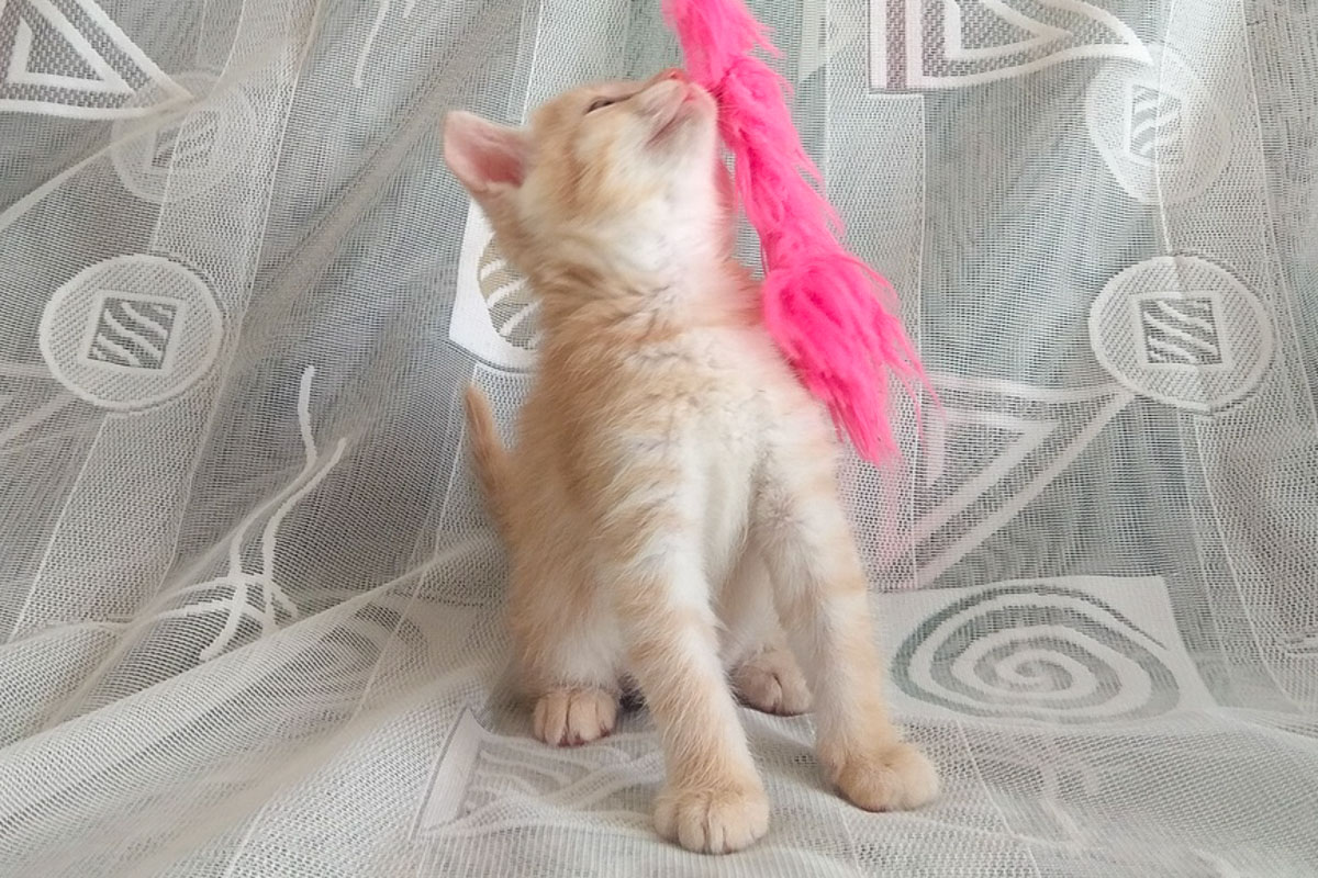 ?ыжикБелый1_10-1