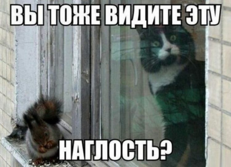 memy-pro-kotov-9-750x542.jpg