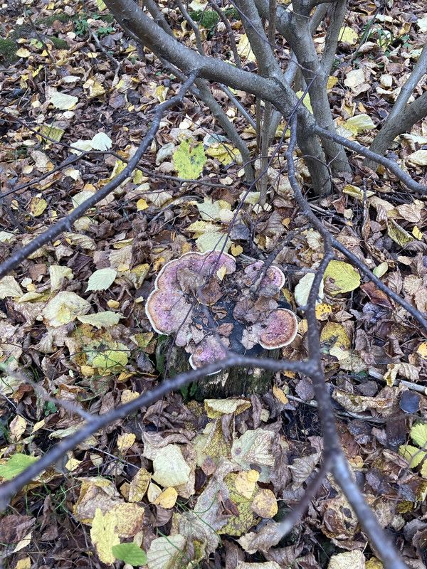 121706A0-CEC3-4907-B7C3-82BF2C52BF21