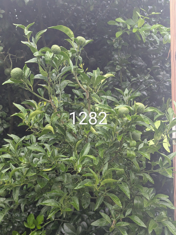 PXL_20250727_105817845~2