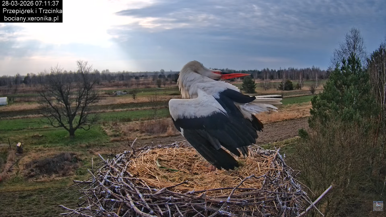 28032026bociany 10