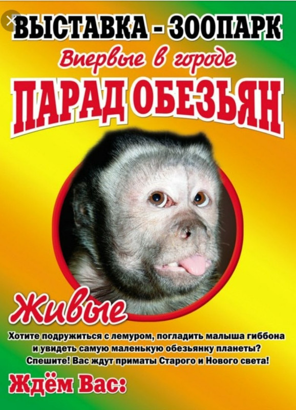 выставка обезьян в могилеве