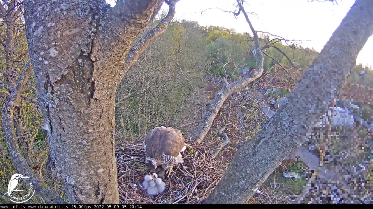 Vistu vanags (Accipiter gentilis) Rīgā - LDF tiešraide __ Goshawks, Riga, Latvia 8-45-14 screenshot