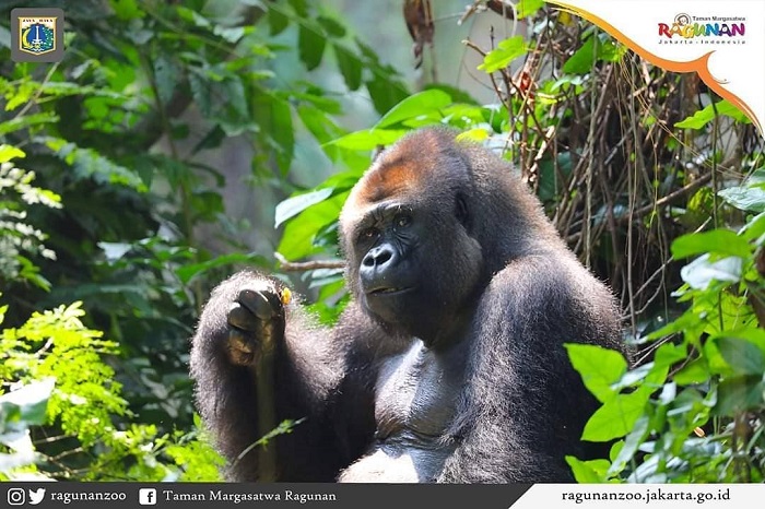 Gorila di Pusat Primata Schmutzer, Taman Margasatwa Ragunan.