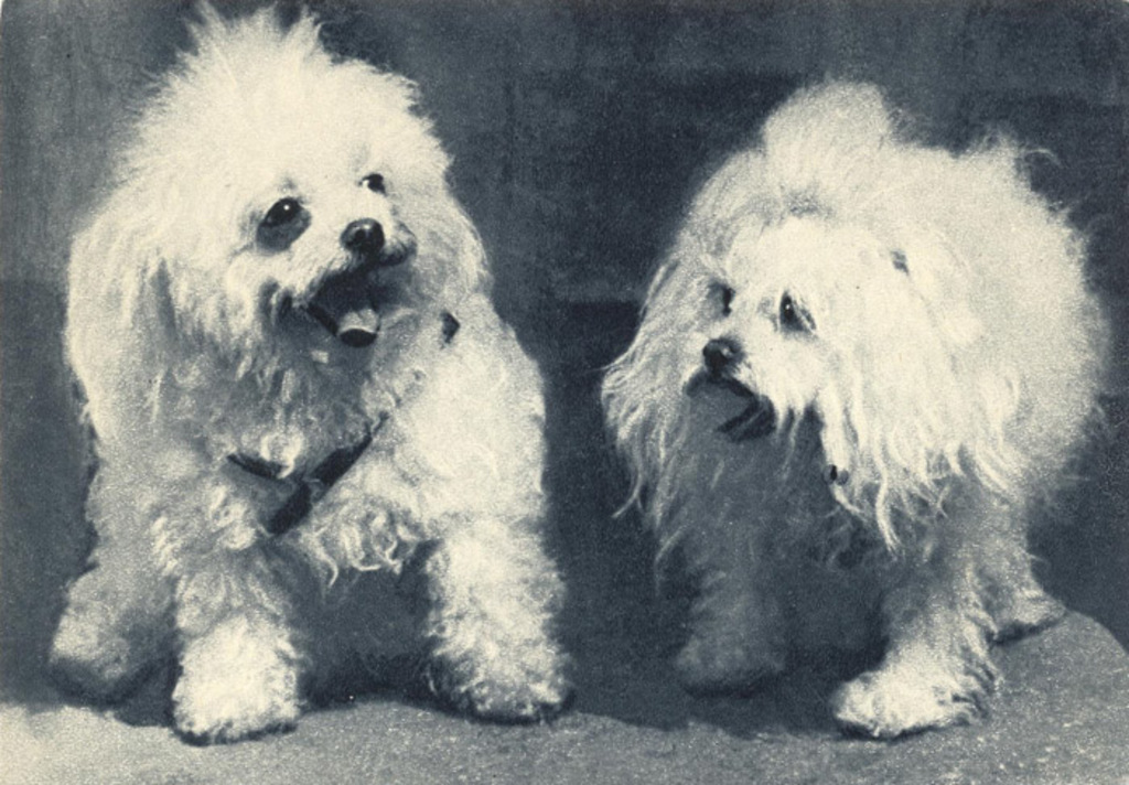 Французские болонки 1969 Планета 26