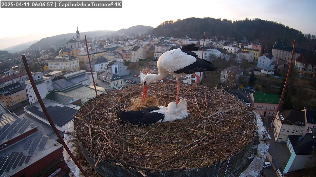 Tiešraidē no stārķa ligzdas uz alus darītavas skursteņa Trutnovā 8-7-47 screenshot