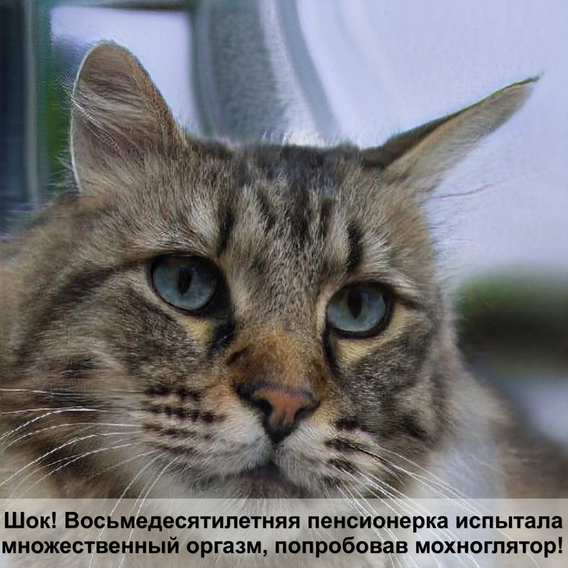 сиамская кошка шерсть