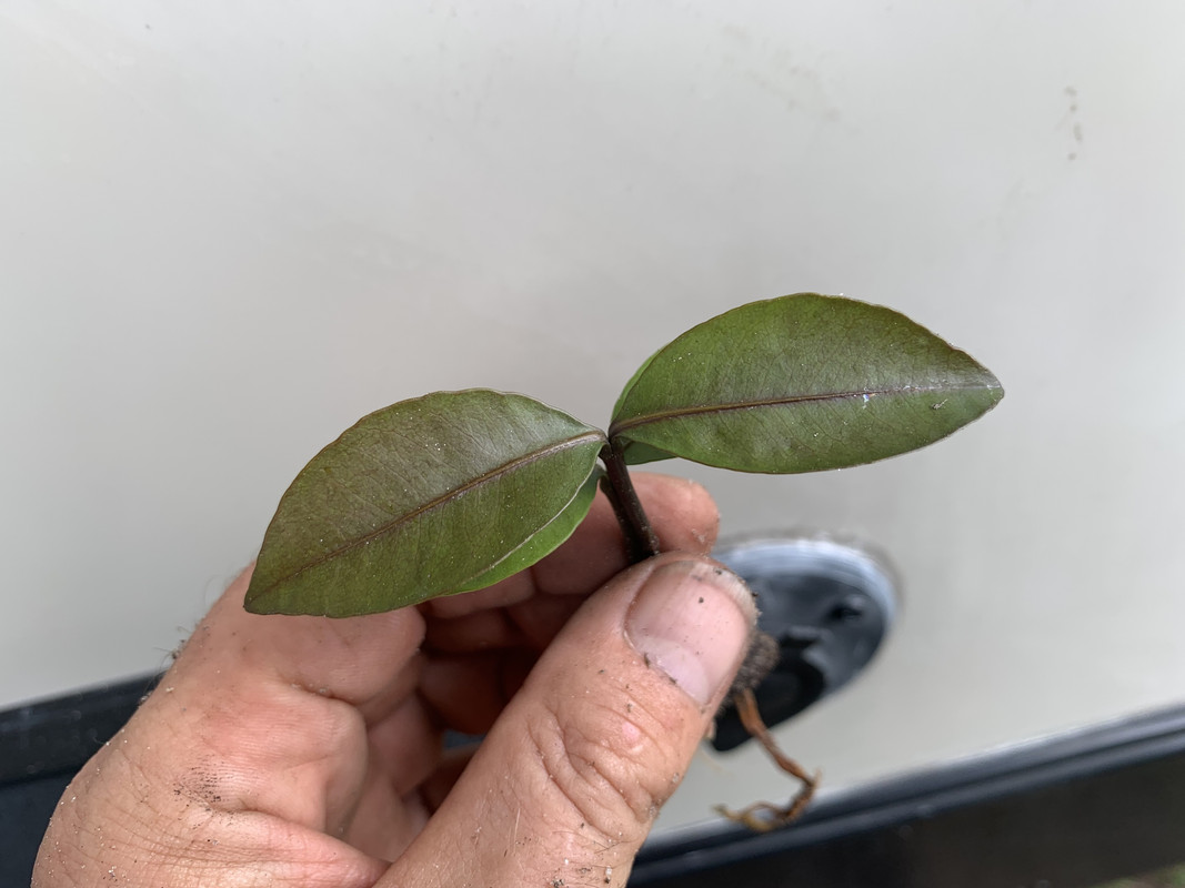 47A54B1E-0FA4-4C46-9AB6-95D498F0EDF3