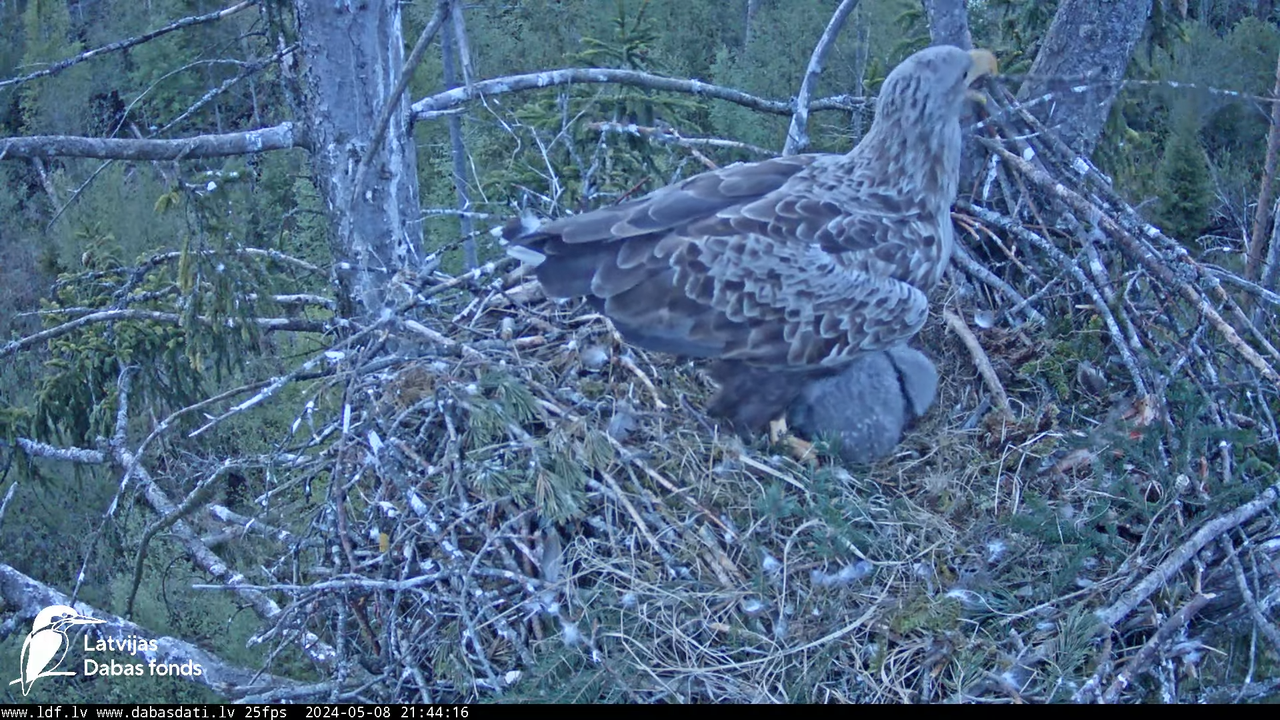 Jūras ērgļi (Haliaeetus albicilla) Ķemeru nacionālais parks - LDF tiešraide 12-33-46 screenshot