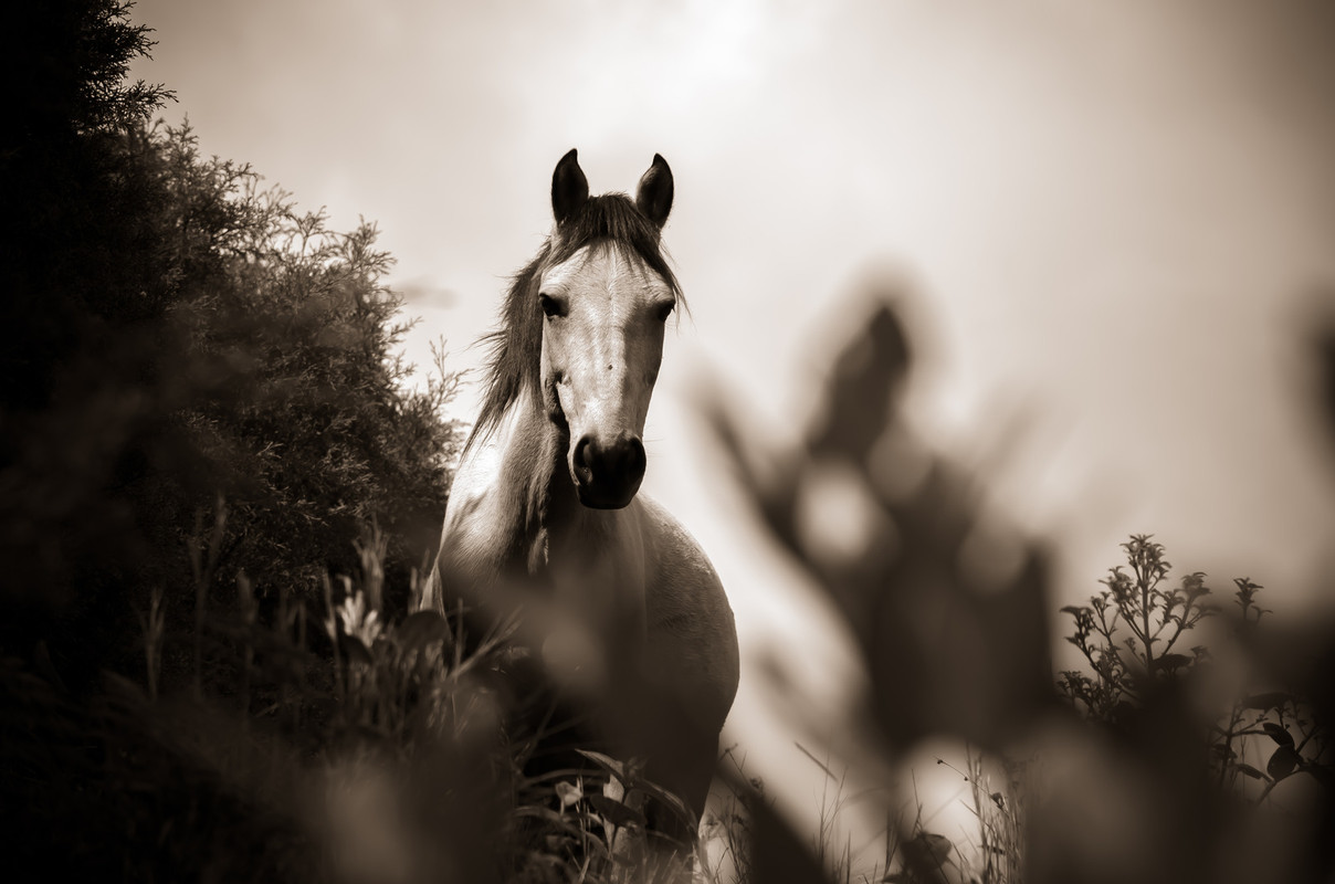 blackandwhitehorsecolour.jpg