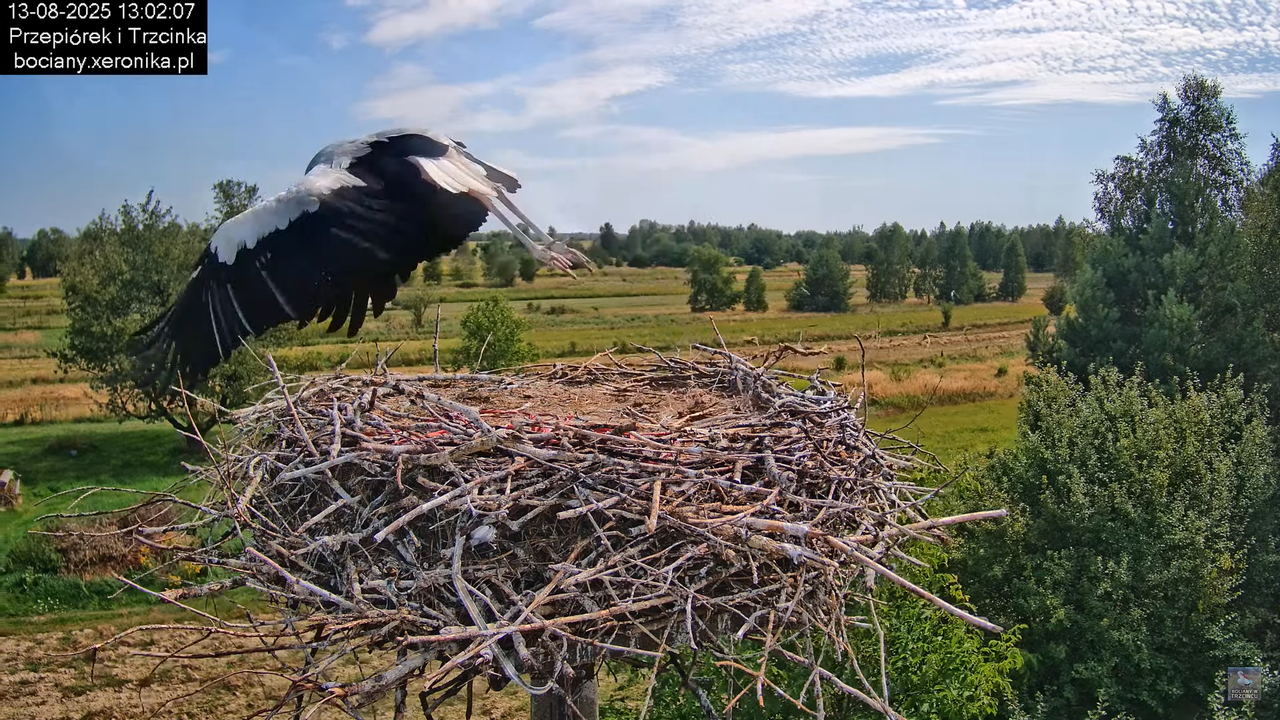 13082025bociany14