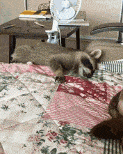 daily-gifdump-3388-25.gif