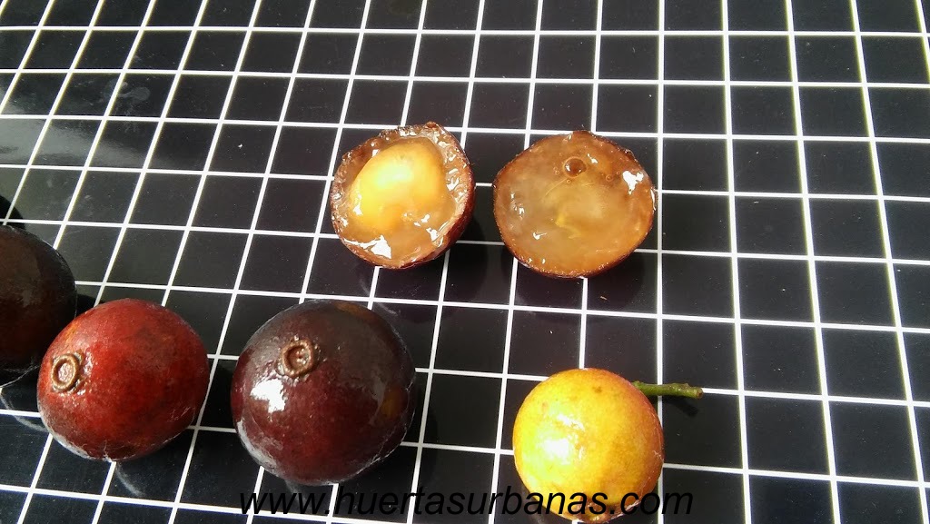 huertasurbanas_com_20181109_091847Myrciaria_sp_paraguay_cerrado-