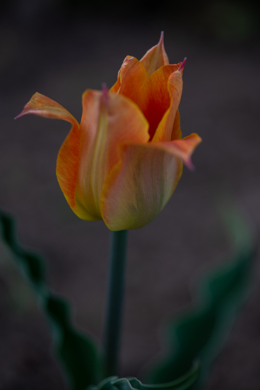IMG-1afb0ee7a176de63692d103709207f8e-V