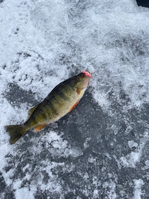 perch