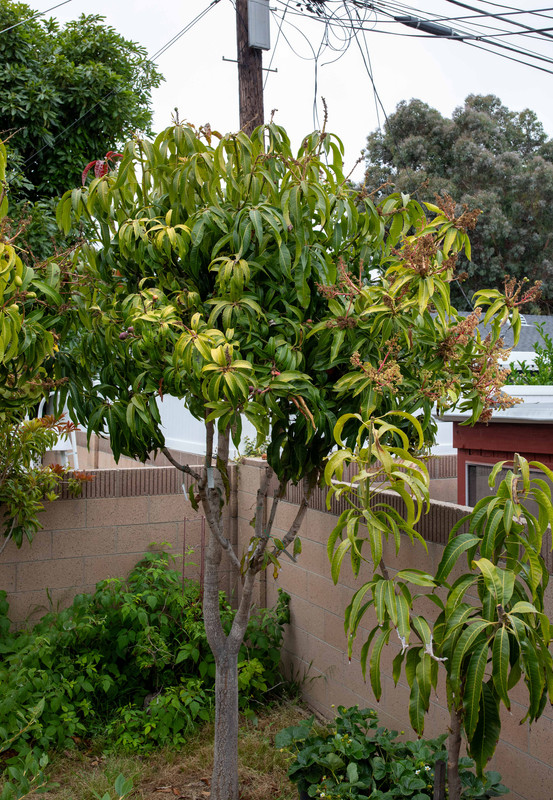 8U1A3070  Manila Mango Seedling Tree #2 with Grafts & Fruit (7-9-23)