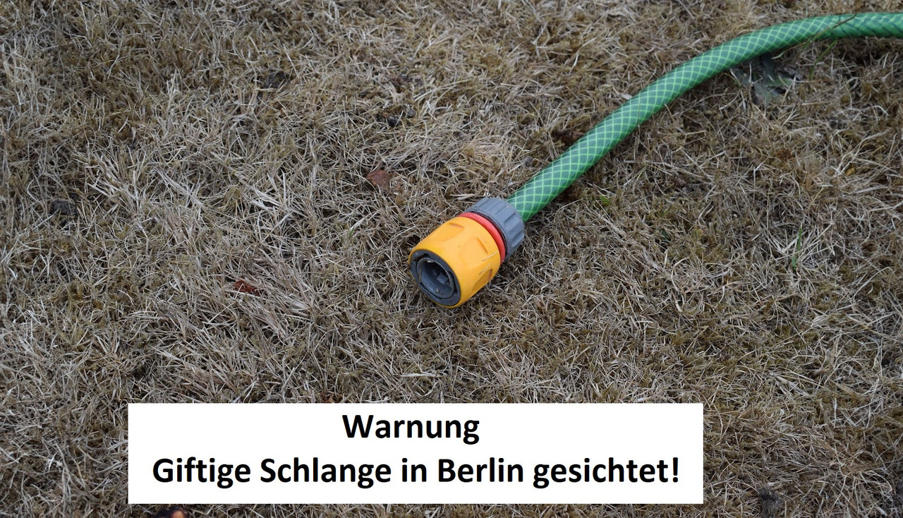 Schlange berlin