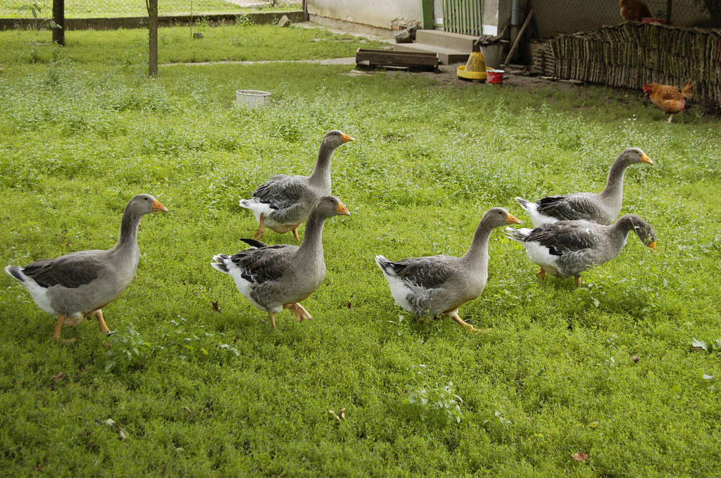 Rózsinénis Gänse2