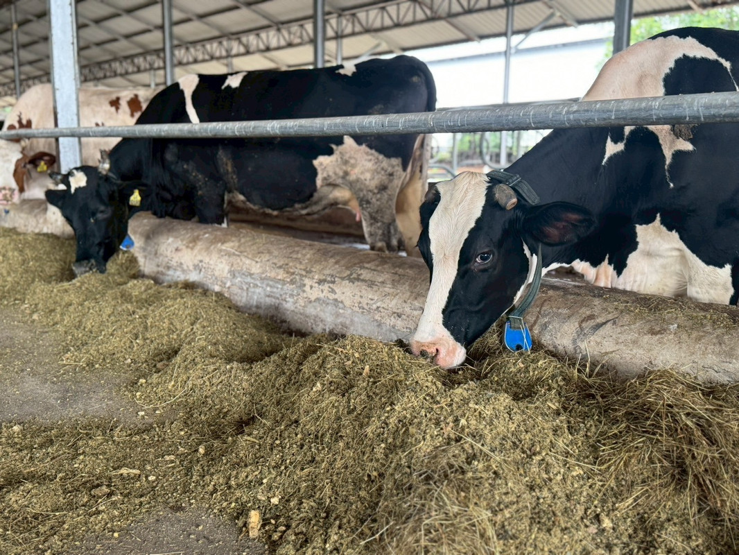 สนับสนุนเกษตรกรโคนมไทย 2