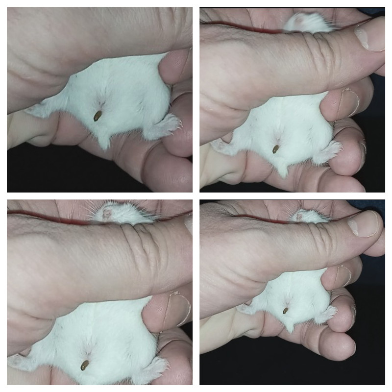 goldie manneke of vrouwke