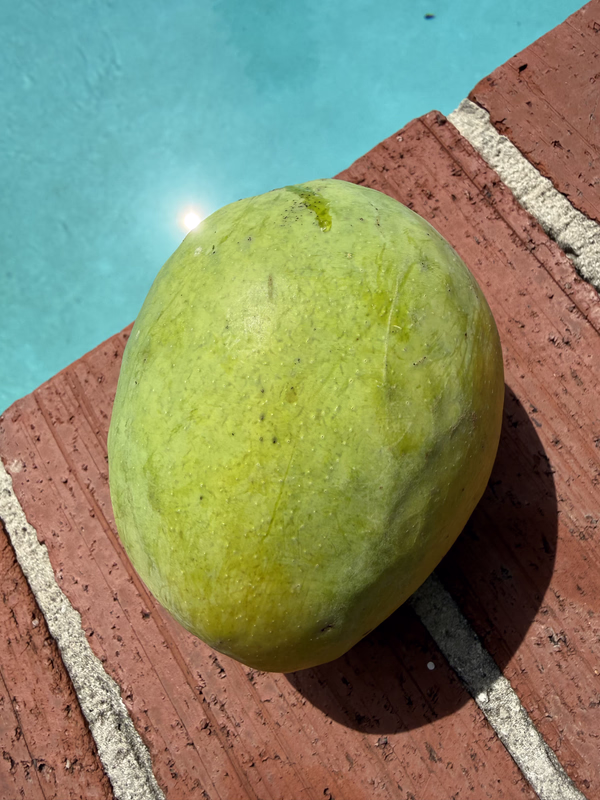 Mango CL 7 1 2026b