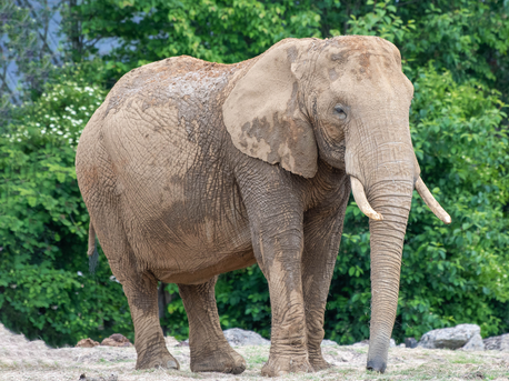 [Image: Screenshot-2025-07-01-at-22-57-18-elepha...Search.png]