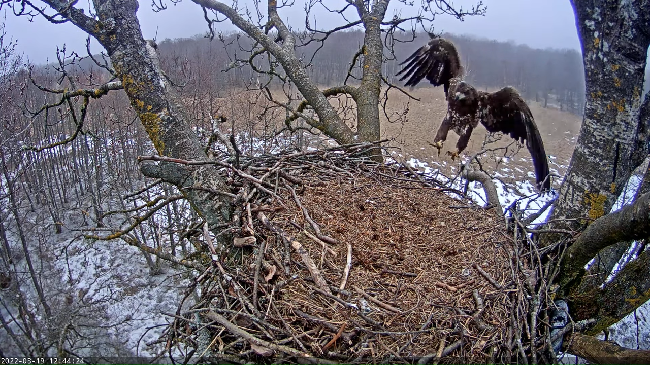 Merikotkas__Haliaeëtus albicilla 13-26-9 screenshot