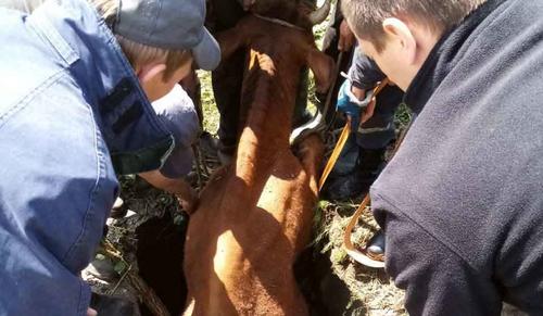 Крупное животное рухнуло под землю в Харьковской области (фото)