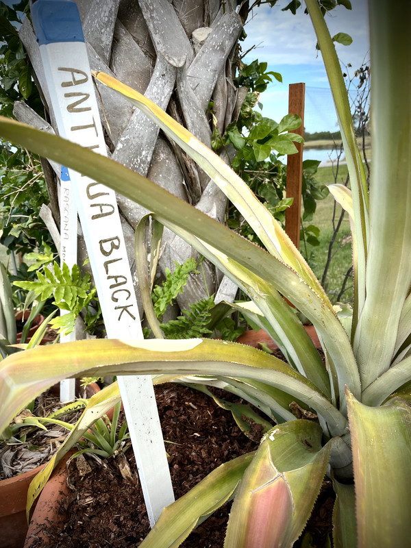 771DD1B1-2A6F-40C8-AA51-59AB17071090