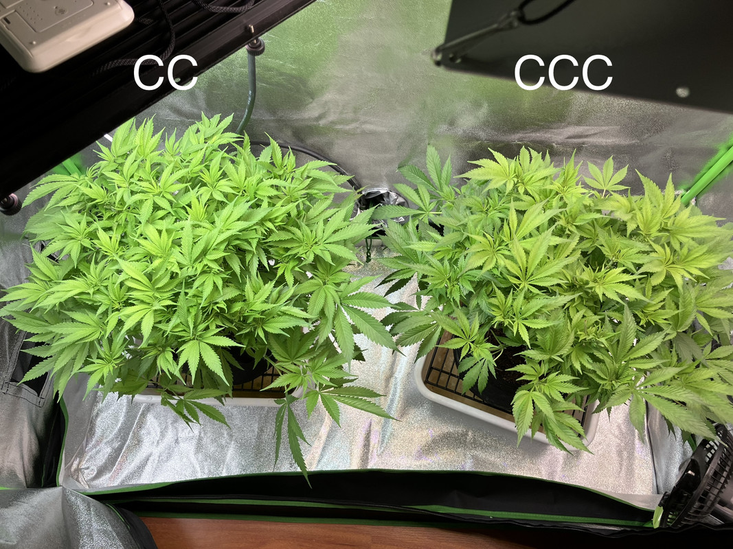 IMG_1490(Mayo 7  2023)