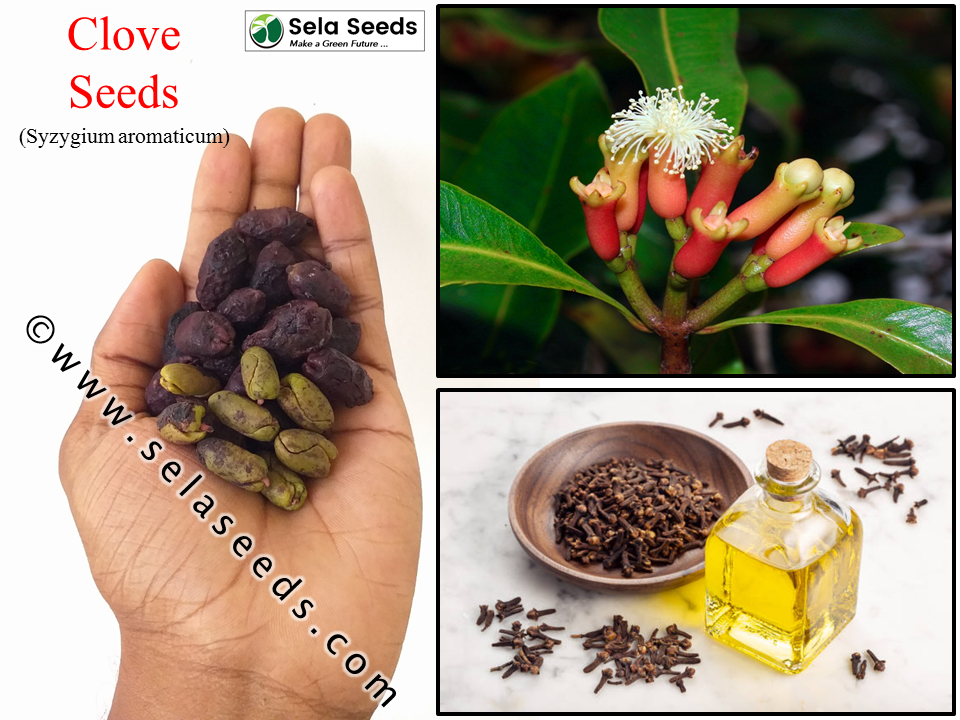clove seeds (1)